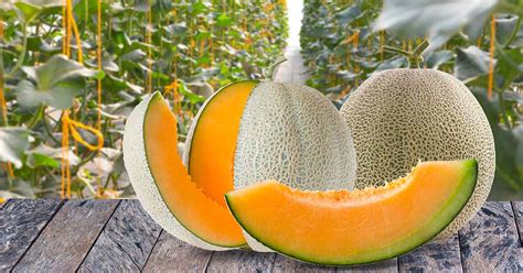 Thus, the fruit possesses a sweet, dilute flavor. . Melons tibe